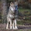 Ein Wolf soll sieben Schafe in Bad Wildbad gerissen haben.