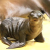 Süßer Neuankömmling mit Kulleraugen: Seelöwen-Nachwuchs im Karlsruher Zoo!