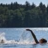 Eine Frau schwimmt im Trepliner See in Brandenburg.