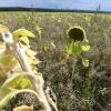 Eine Sonnenblume steht auf einer PFC-belasteten Ackerfläche.