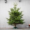 Ein Weihnachtsbaum steht in einem Ständer neben einer Kettensäge.