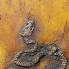 Die Pythonart Messelopython freyi ist der älteste bekannte fossile Nachweis eines Pythons weltweit.