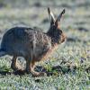 Ein Hase. (Symbolbild)