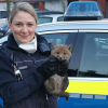Tierisch süßer Einsatz: Karlsruher Polizei befreit kleinen Fuchs aus Gartenzaun Tierisch süßer Einsatz: Karlsruher Polizei befreit kleinen Fuchs aus Gartenzaun