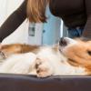 Hunde mit längeren Haaren und Unterwolle muss das Fell im Winter nicht geschoren werden. Es reicht ordentliches Bürsten.