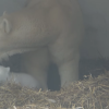 Alles was ihr zum kleinen Eisbär wissen müsst, findet ihr hier.