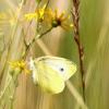 Naturschönheit in der Wiese: Ein Zitronenfalter sitzt auf einer Blüte in Köln.