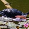 Nicht heimische Wasserschildkröte im Karlsruher Schlossgarten