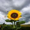 Sonnenblume leuchtet vor dunklen Wolken