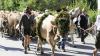 Im September 2025 beginnen die Almabtriebe in Tirol wie hier im Tannheimer Tal.