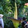 Riesige Titanenwurz blüht im Botanischen Garten in Berlin