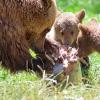 Eine Eisbombe für Braunbärmama Idun und ihrem Nachwuchs im Tierpark in Thale.