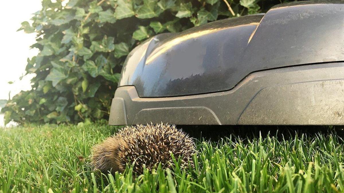 Schutz für Igel: Gesetz soll nächtliche Mähroboter verbieten