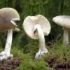 Der Grüne Knollenblätterpilz ist extrem giftig - und ähnelt harmlosen Champignons. (Archivbild) Der Grüne Knollenblätterpilz ist extrem giftig - und ähnelt harmlosen Champignons. (Archivbild)