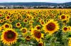 Botanischer Sommergruß macht Laune