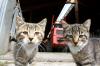 Während der Coronazeit haben sich viele Leute Katzen angeschafft. Später waren die damit überfordert und ließen sie oft einfach draußen laufen. Diese Streuner werden nun zum Problem.