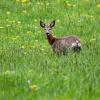Rehe haben aus Sicht der Jäger ein Existenzrecht. (Archivbild)