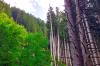 Im steilen Bergwald oberhalb von Wageritz in 1300 Metern Höhe ist links der durch Naturverjüngung und Anpflanzungen neu entstandene Mischwald zu sehen. Rechts im Bild die überalterte Fichten-Monokultur. 