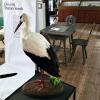 Stolz, fast wie lebendig, steht die Storchendame aus dem Nest in Heubach, die bei einem Verkehrsunfall gestorben war, im Heimatmuseum Ebern.