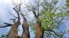 Ein Baum ohne Blätter und das mitten im Sommer? Neben Trockenheit können auch Krankheiten dazu führen wie bei dieser Esche in Kempten.