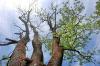 Ein Baum ohne Blätter und das mitten im Sommer? Neben Trockenheit können auch Krankheiten dazu führen wie bei dieser Esche in Kempten.