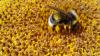 Fleißige Hummel