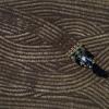 Artur Vargas fährt auf einem Motorrad, das zum Verteilen von Kaffeebohnen zum Trocknen auf der Kaffeeplantage seines Vaters in Varre-Sai im brasilianischen Bundesstaat Rio de Janeiro dient.