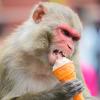 Erfrischung - Ein Affe genießt ein Eis in Kathmandu.