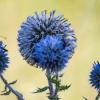 Wetter in Sachsen-Anhalt: Schmetterlinge sitzen auf den Fruchtständen einer Drüsenblättrigen Kugeldistel.