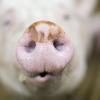 Ein Schweinemastbetrieb m Unterallgäu steht wegen Tierwohlgefährdung am Pranger. (Symbolbild)