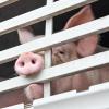 40 Schweine sind auf der Autobahn A 7 bei Ippesheim verendet. 120 Schweine überlebten das Unglück. Wie es zu dem Brand kam, bei dem ein Schaden von 100.000 Euro entstanden ist, ist noch unklar.