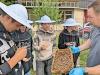 Die Kinder lernten den entspannten Umgang mit Honigbienen und verloren ihre anfängliche Angst vor Stichen.
