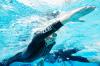 Knapp acht Kilometer musste Mareile Hertel beim Ultratriathlon über die doppelte Distanz in Colmar schwimmen – für die Extremsportlerin beinahe eine Kurzstrecke. Sie hat Größeres vor.