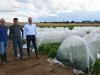 Auf einem Versuchsfeld bei Rodheim (Lkr. Neustadt-Aisch/Bad Windsheim) werden verschiedene Maßnahmen gegen die Schilf-Glasflügelzikade erprobt. Im Bild (von links): Philipp Engert und Christoph Ott vom Verband Fränkischer Zuckerrübenbauer sowie Georg Vierling, Leiter der Direktion Rübenanbau bei Südzucker.
