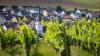 Ein Blick durch das satte Grün der Weinberge auf Obervolkach.