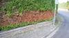 Die Anwohner sind verärgert: Wie hier bei Stephan Seufert ist die Hecke auf der gesamten Länge durch Fräsarbeiten beim Glasfaserbau verbrannt.