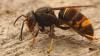 Wer die Asiatische Hornisse im Landkreis Main-Spessart entdeckt, sollte dies auf der Plattform www.beewarned.de melden.