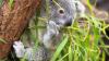 Das Koala-Jungtier wurde nur 14 Monate alt.