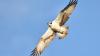 Fischadler im Flug. Fischadler