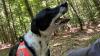 Der große Moment: Käptn, der Hund von Bianca Herz, hat bei der Übung einen Vermissten aufgestöbert und gibt mit seinem Gebell den Standort bekannt. 