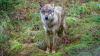 Insgesamt gibt es in Bayern aktuell 14 Wolfsgebiete, unter anderem im Altmühltal, im Bayerischen Wald und in den Allgäuer Alpen. (Symbolbild)