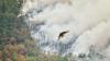 Ein Raubvogel flieht vor den Flammen während eines Waldbrandes in Anllarinos Del Sil, Asturien.