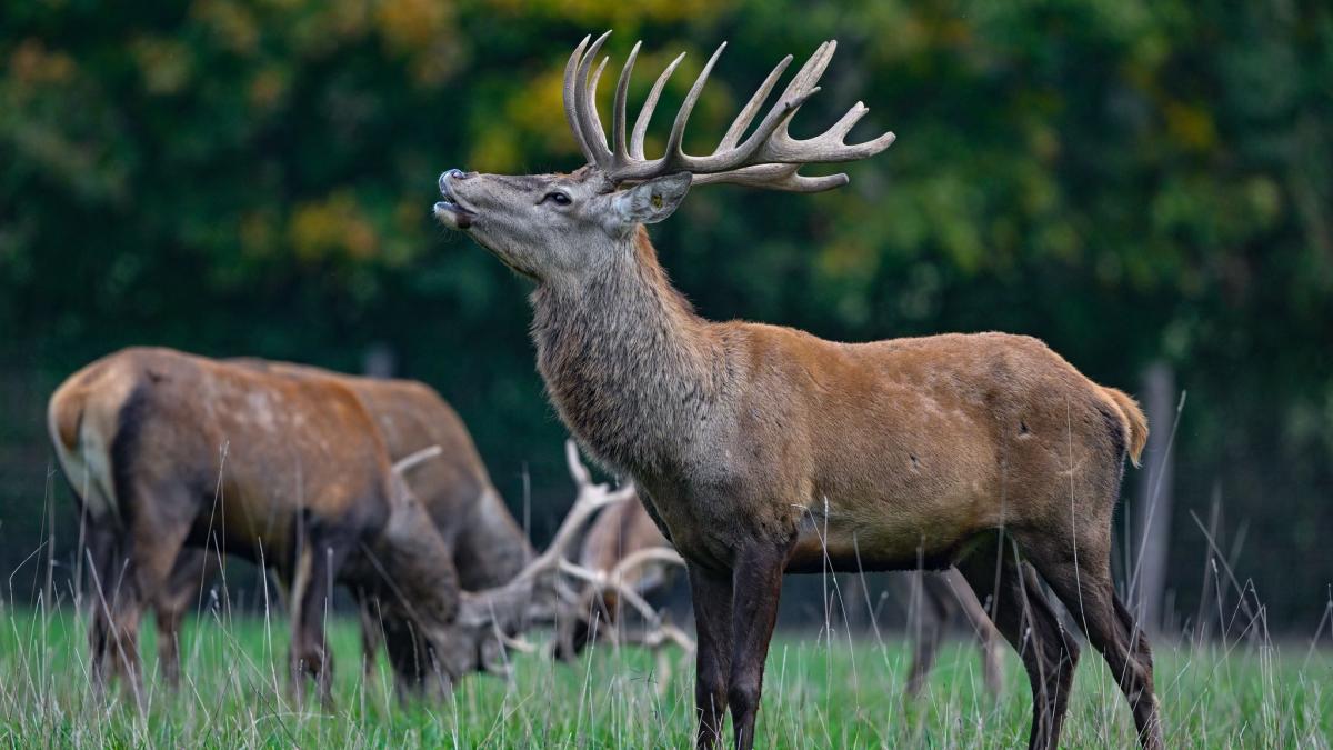 Brunftzeit in bayerischen Wäldern: Wann hört man den Hirsch röhren?