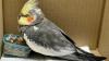 Eine Frau hatte den Vogel in einem Firmengebäude entdeckt und mit ihrem Sohn zur Polizei gebracht.