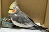 Eine Frau hatte den Vogel in einem Firmengebäude entdeckt und mit ihrem Sohn zur Polizei gebracht.