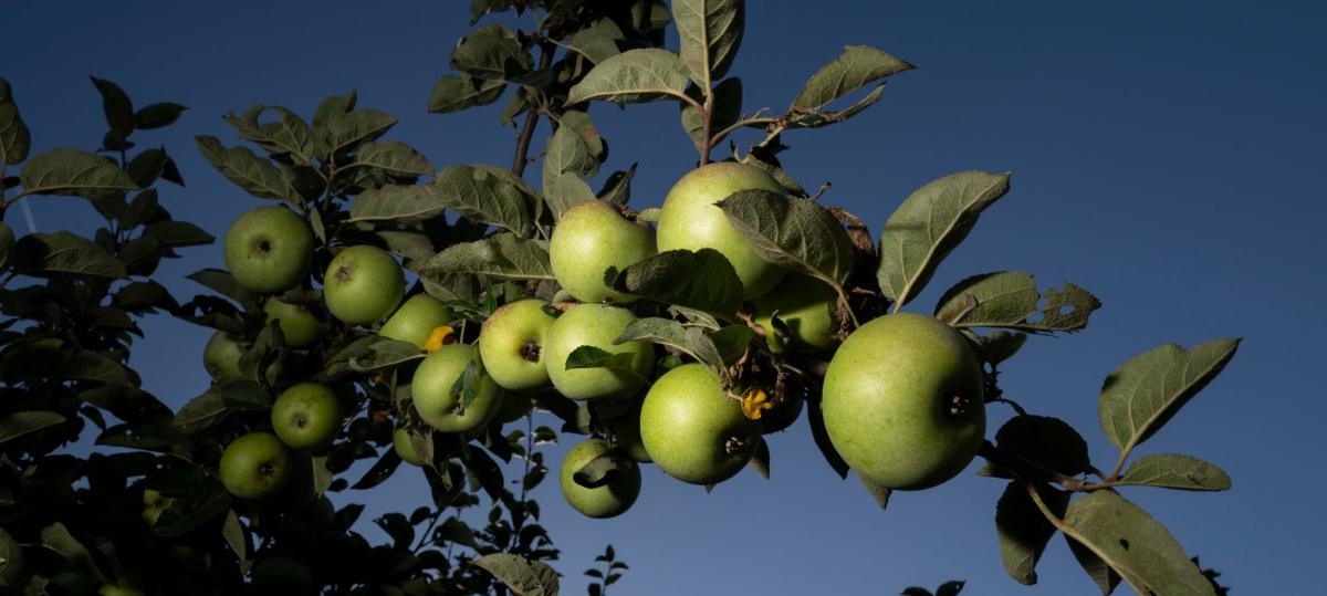 Botanischer Garten startet mit Taschenlampenführungen ins neue Jahr