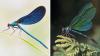 Die Kombo zeigt links ein Foto einer Blauflügel Prachtlibelle, fotografiert von Sebastian Hennigs. Rechts ist ein KI-generiertes Motiv, das auch eine Blauflügel Prachtlibelle darstellen soll, KI-generiert von Matthias Neumann. Das KI-Bild rechts ist fehlerhaft. Insekten haben beispielsweise nur sechs Beine.