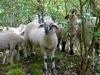Wegen der Misshandlung von Eseln und Schafen wurden Tierhalter aus Main-Spessart vor dem Amtsgericht verurteilt.