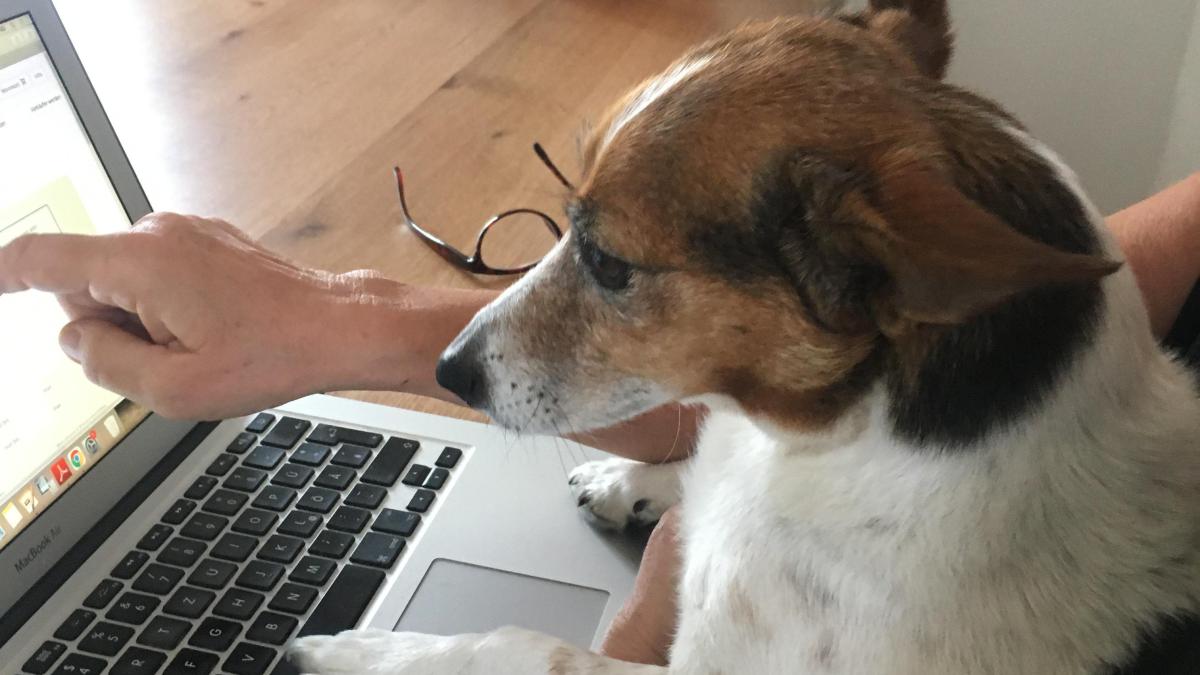 Der-kleine-Unterschied-zwischen-Hund-und-Mensch