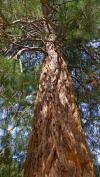 Mit mehr als 50 Metern Höhe ist einer der Mammutbäume in Dornbirn der größte Baum in ganz Österreich. Mit mehr als 50 Metern Höhe ist einer der Mammutbäume in Dornbirn der größte Baum in ganz Österreich.